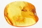 Detailed Fossil Ichneumon Wasp (Ichneumonidae) In Baltic Amber #362721-2
